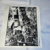 Photos of Marc Bolan Tree in Putney x 4 on Archival Paper Signed by Martyn Goodacre Photographer. Genuine. - Image 4