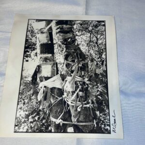 Photos of Marc Bolan Tree in Putney x 4 on Archival Paper Signed by Martyn Goodacre Photographer. Genuine.