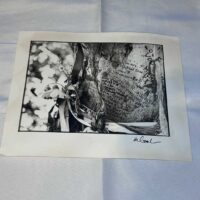 Photos of Marc Bolan Tree in Putney x 4 on Archival Paper Signed by Martyn Goodacre Photographer. Genuine. - Image 2